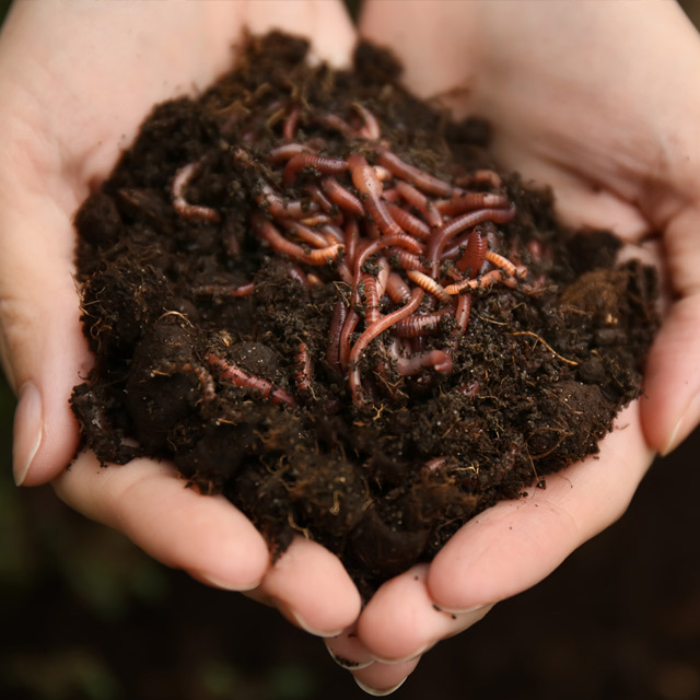 The Reality Of Vermicomposting